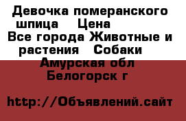 Девочка померанского шпица. › Цена ­ 40 000 - Все города Животные и растения » Собаки   . Амурская обл.,Белогорск г.